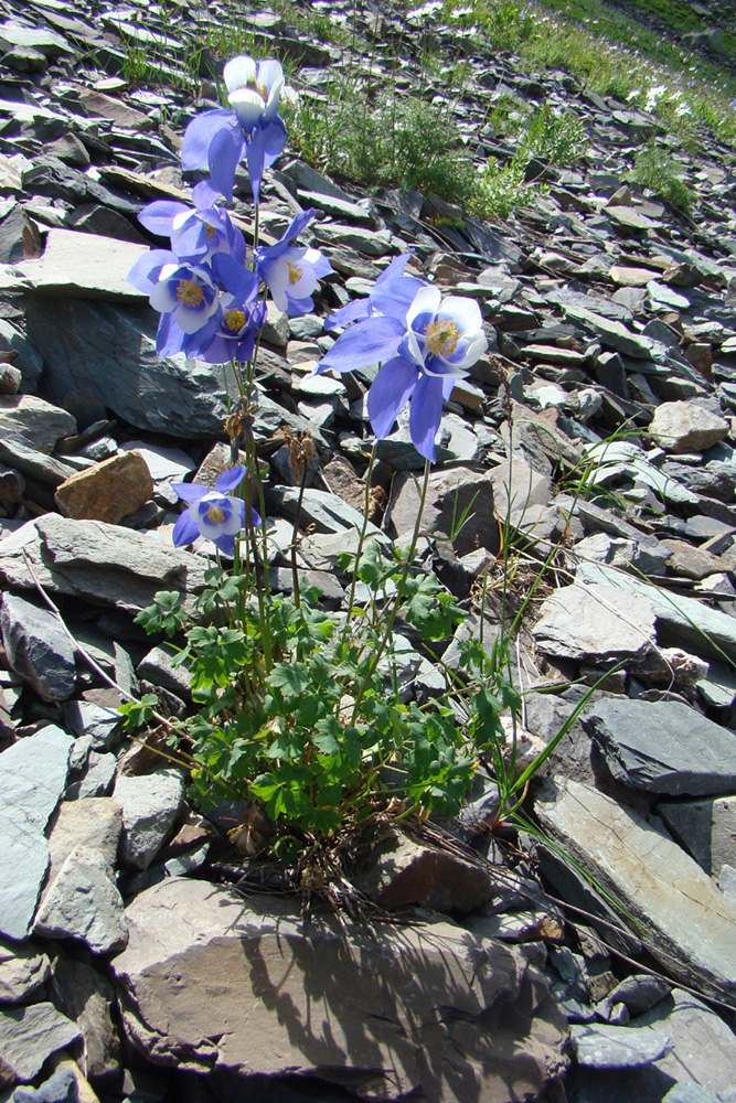 Изображение особи Aquilegia jucunda.