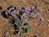 Goniolimon speciosum