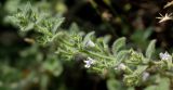 Clinopodium creticum. Цветущий побег. Греция, о-в Крит, ном Ханья (Νομός Χανίων), дим Сфакион (Δήμος Σφακίων), Самарийское ущелье (Φαράγγι Σαμαριάς), на подпорной стенке. 26 июня 2017 г.