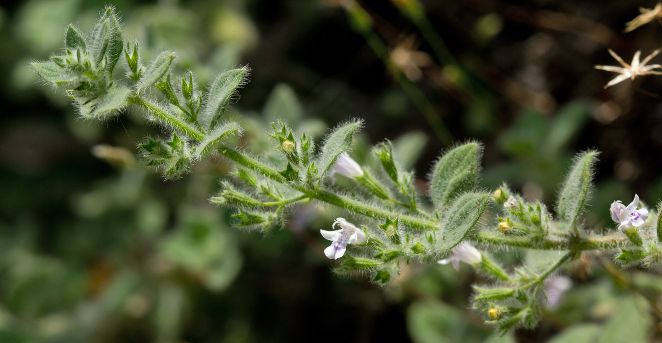 Image of Clinopodium creticum specimen.