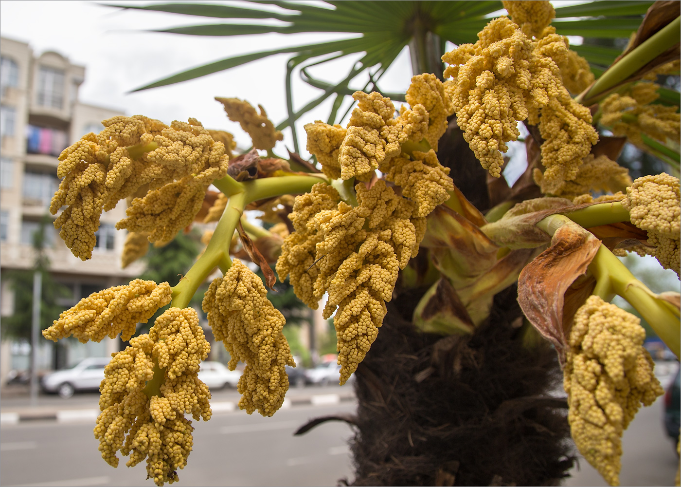 Image of Trachycarpus fortunei specimen.