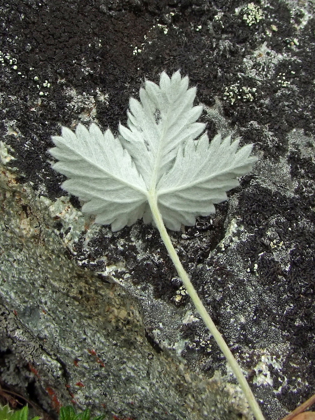 Image of Potentilla nivea specimen.