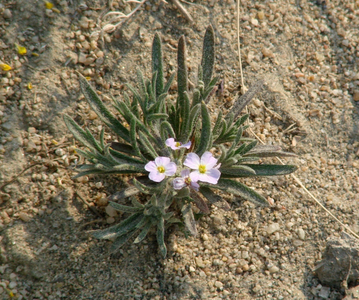 Image of Dontostemon integrifolius specimen.