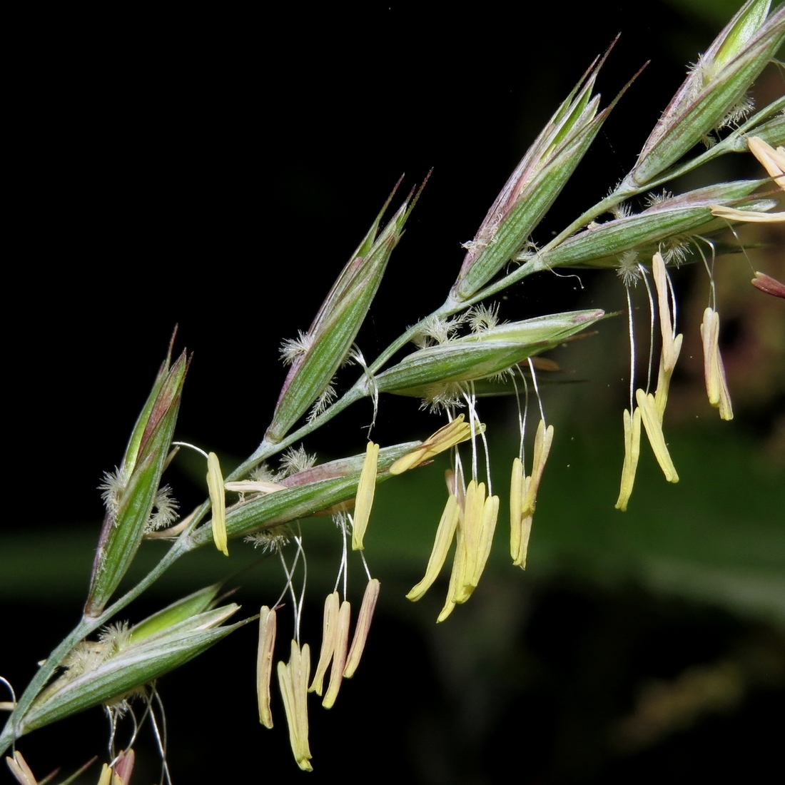 Image of Elytrigia repens specimen.