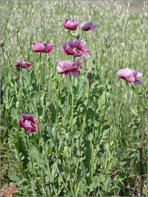 Image of Papaver setigerum specimen.