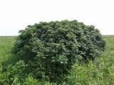 Sorbus sambucifolia. Плодоносящее растение. Курильские о-ва, о-в Кунашир, окр. дачного пос. Третьяково, разнотравный луг на приморской террасе. 16 июля 2017 г.