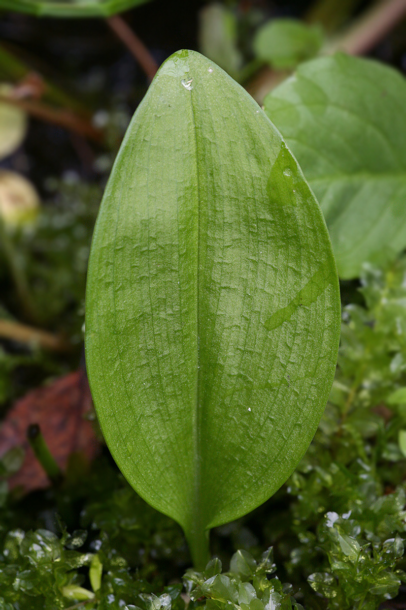 Image of Malaxis monophyllos specimen.