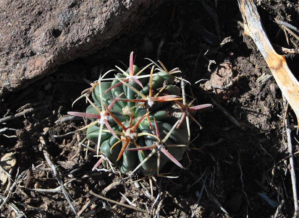 Image of Ferocactus latispinus specimen.