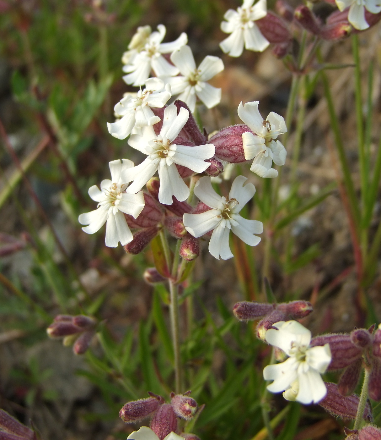 Image of Silene amoena specimen.