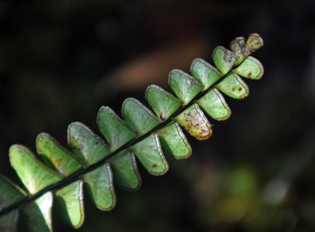 Image of Lindsaea lucida specimen.