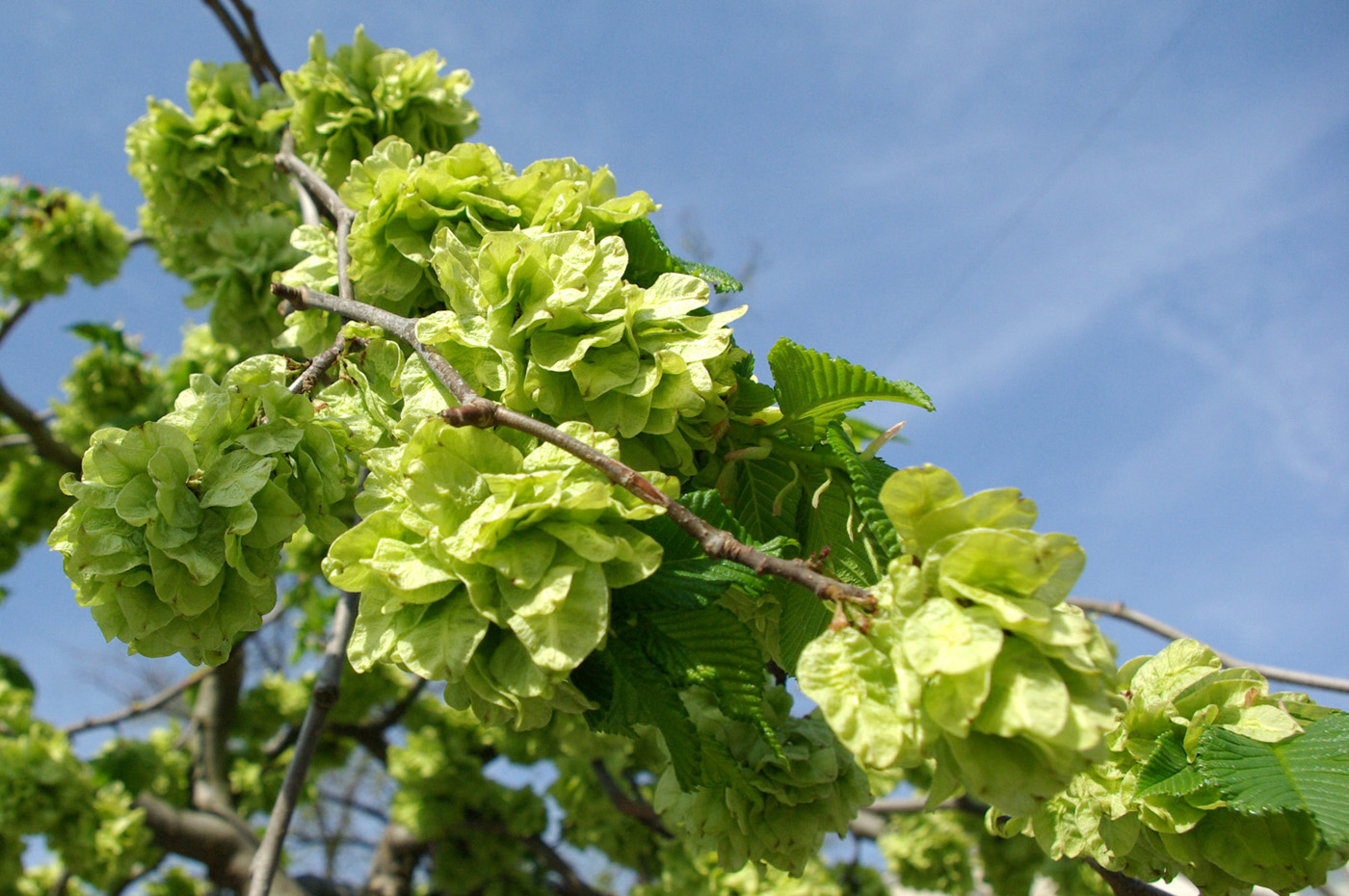 Изображение особи род Ulmus.