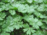 Podophyllum peltatum