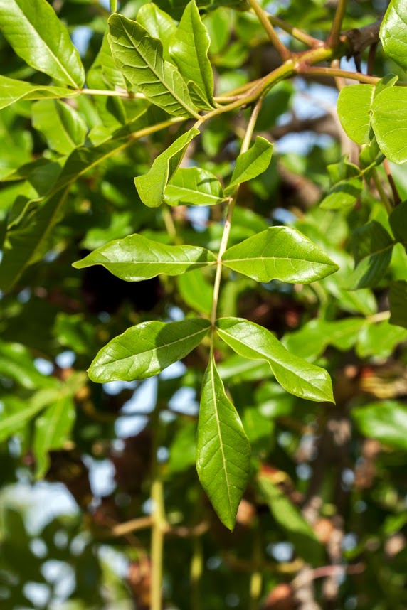 Изображение особи Kigelia pinnata.