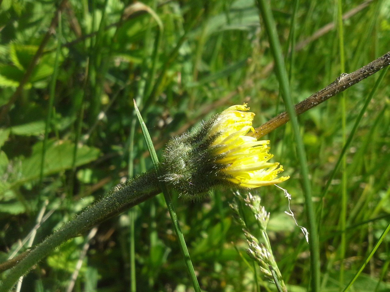 Изображение особи Pilosella officinarum.