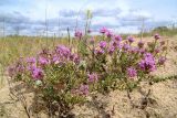 Thymus pallasianus