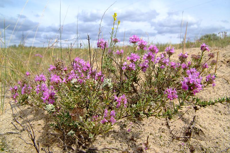 Изображение особи Thymus pallasianus.