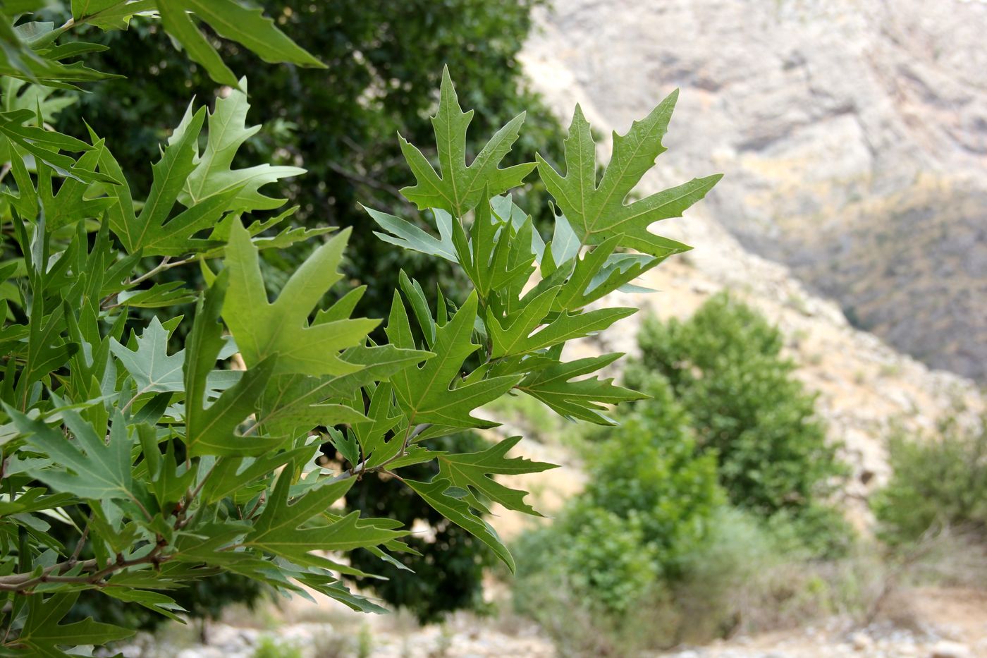 Изображение особи Platanus orientalis.