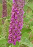 Teucrium hircanicum. Нижняя часть соцветия. Дагестан, Табасаранский р-н, 5 км к северу от с. Дарваг, луг. 12 июня 2018 г.