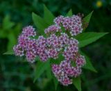 Spiraea japonica