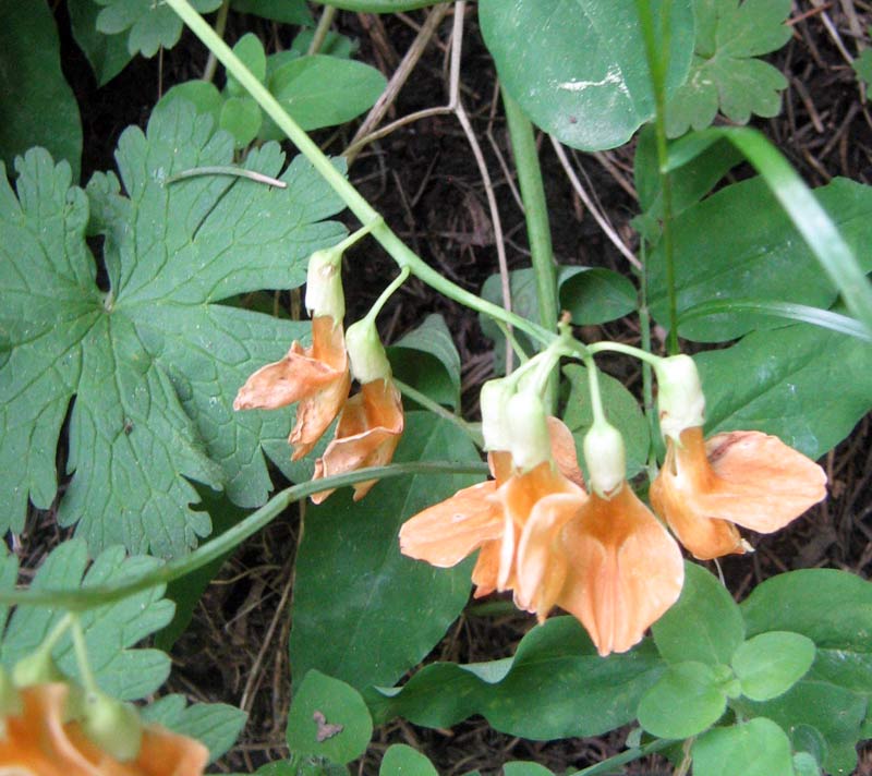 Image of Lathyrus gmelinii specimen.