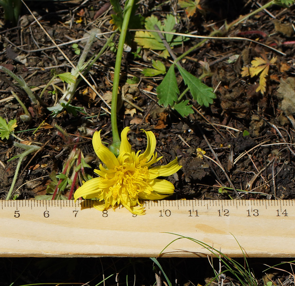 Image of Scorzonera austriaca specimen.