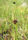 Juncus alpigenus. Верхушка побега с соплодием. Кабардино-Балкария, Эльбрусский р-н, долина р. Ирикчат, ок. 2700 м н.у.м., заболоченное место. 06.08.2018.