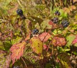 Rubus caesius. Часть побега с плодами и с листьями, принимающим осеннюю окраску. Пермский край, Суксунский р-н, окр. дер. Агафонково, долина р. Сылва, каменистая осыпь под прибрежным скальником. 20 августа 2018 г.