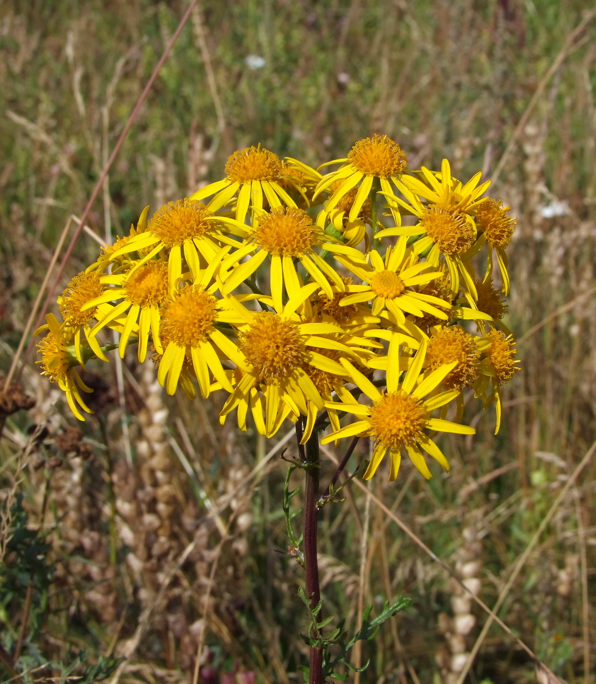 Изображение особи Senecio jacobaea.