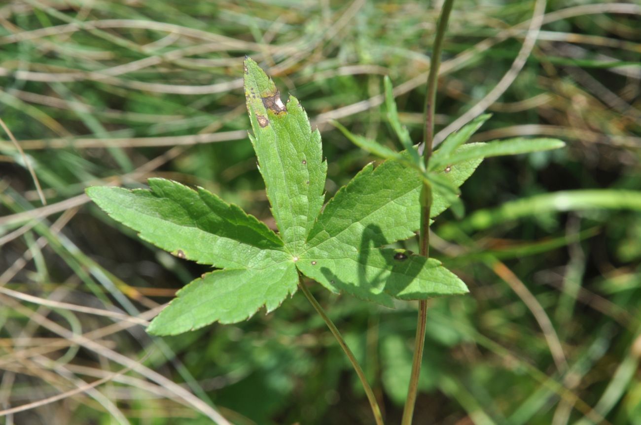 Image of Astrantia trifida specimen.