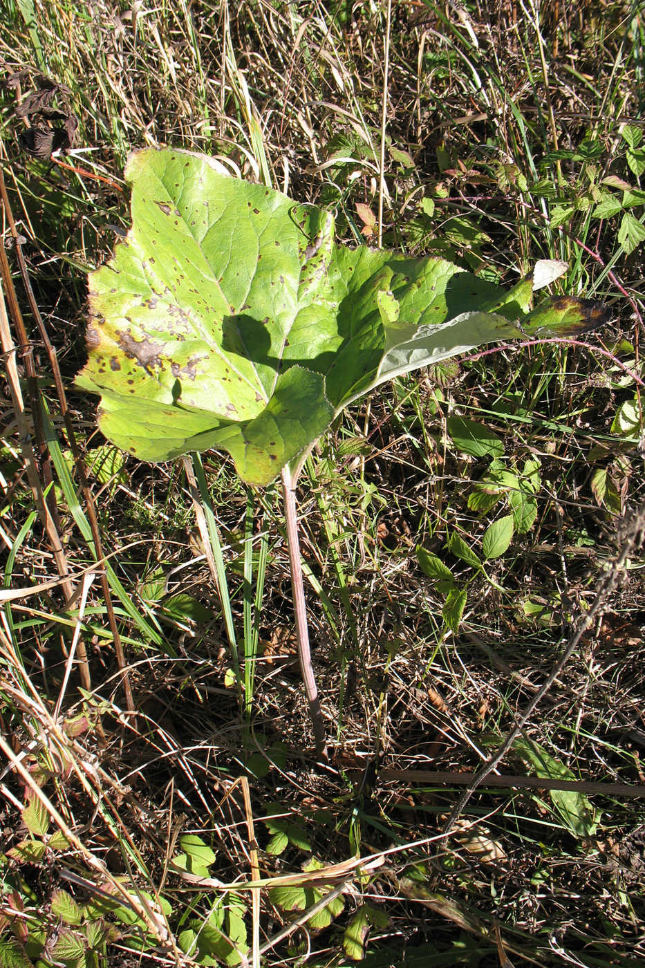 Image of Petasites spurius specimen.