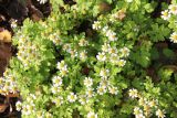 Pyrethrum parthenium