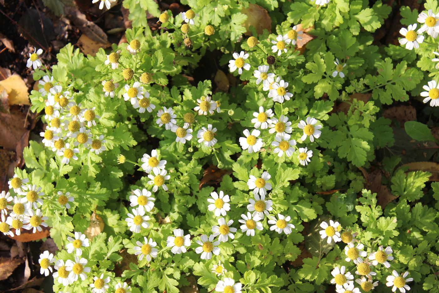 Изображение особи Pyrethrum parthenium.