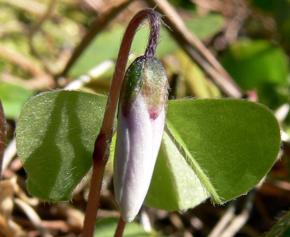 Изображение особи Oxalis acetosella.