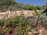 Teucrium divaricatum