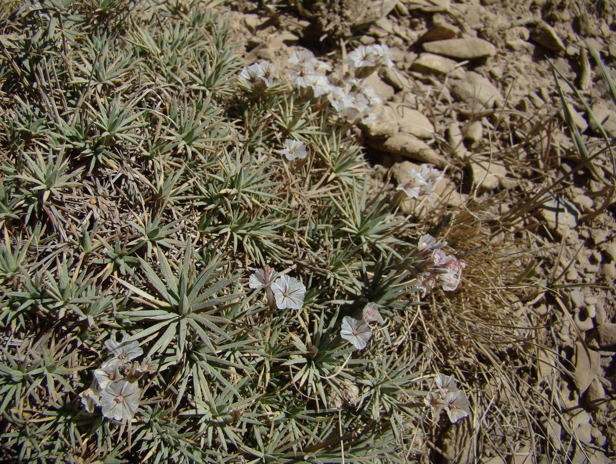 Image of Acantholimon korolkowii specimen.