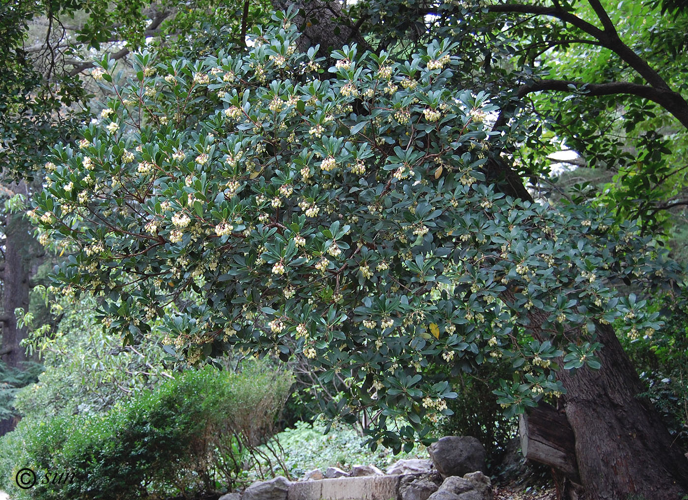 Image of Arbutus unedo specimen.