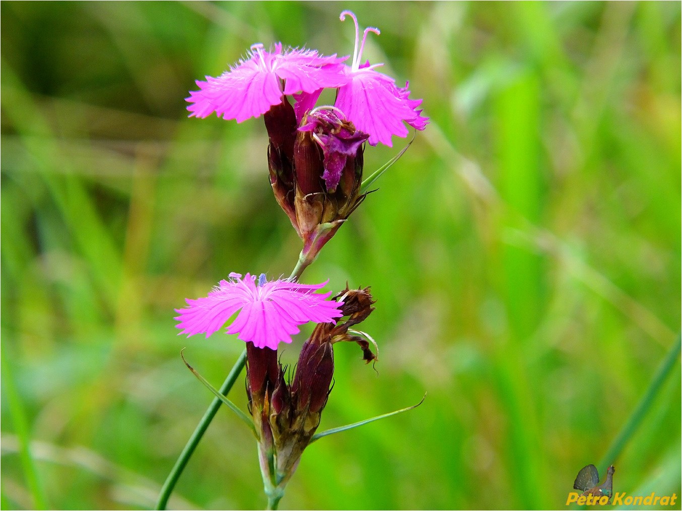 Image of Dianthus carthusianorum specimen.