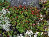 Loiseleuria procumbens. Плодоносящие растения. Мурманская обл., Хибины, перевал Южный Чорргор, ≈ 850 м н.у.м., кустарничкого-лишайниковая тундра. 07.08.2018.