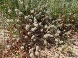 Trifolium angustifolium