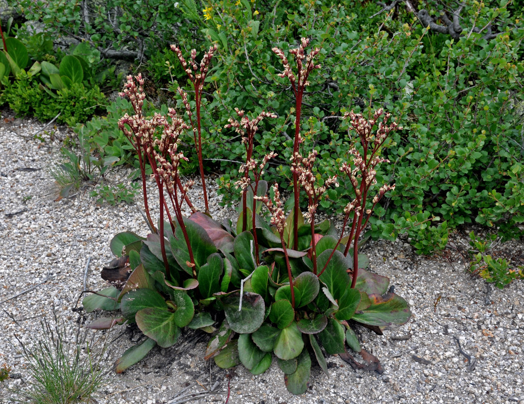 Image of Bergenia crassifolia specimen.