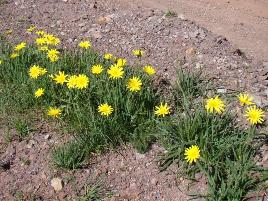 Изображение особи род Tragopogon.