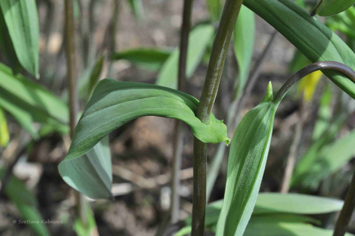 Image of Uvularia grandiflora specimen.