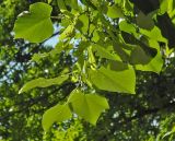 Tilia oliveri