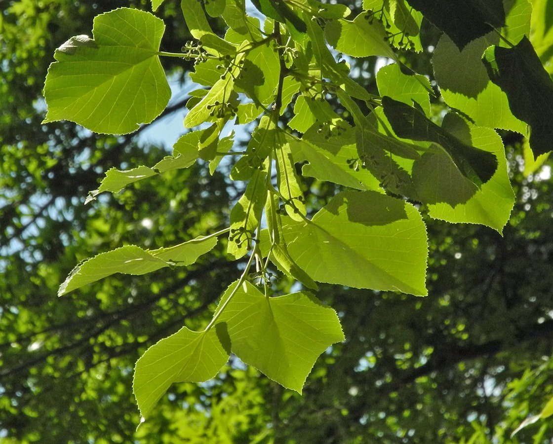 Изображение особи Tilia oliveri.