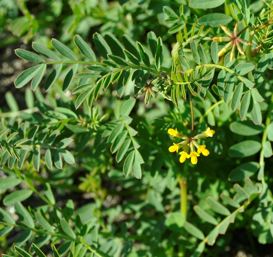 Изображение особи Hippocrepis multisiliquosa.