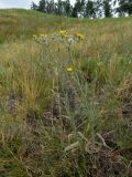Pilosella echioides