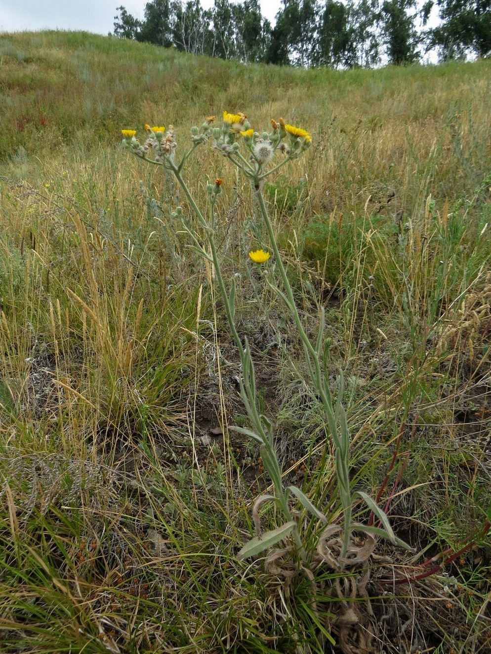 Изображение особи Pilosella echioides.