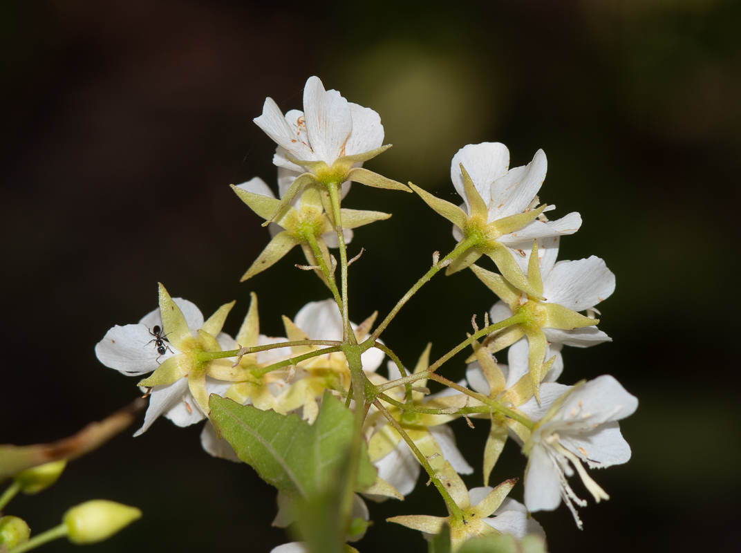 Изображение особи Dombeya kirkii.