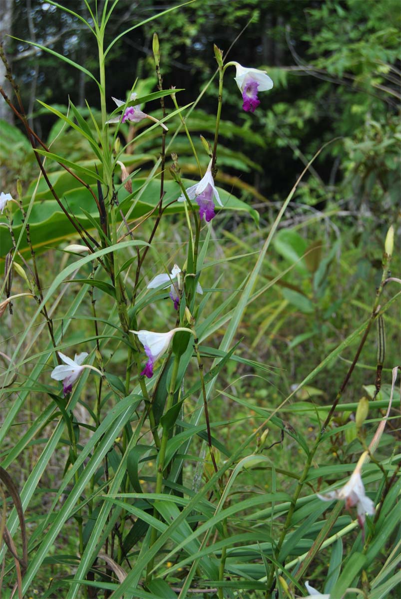 Image of Arundina graminifolia specimen.