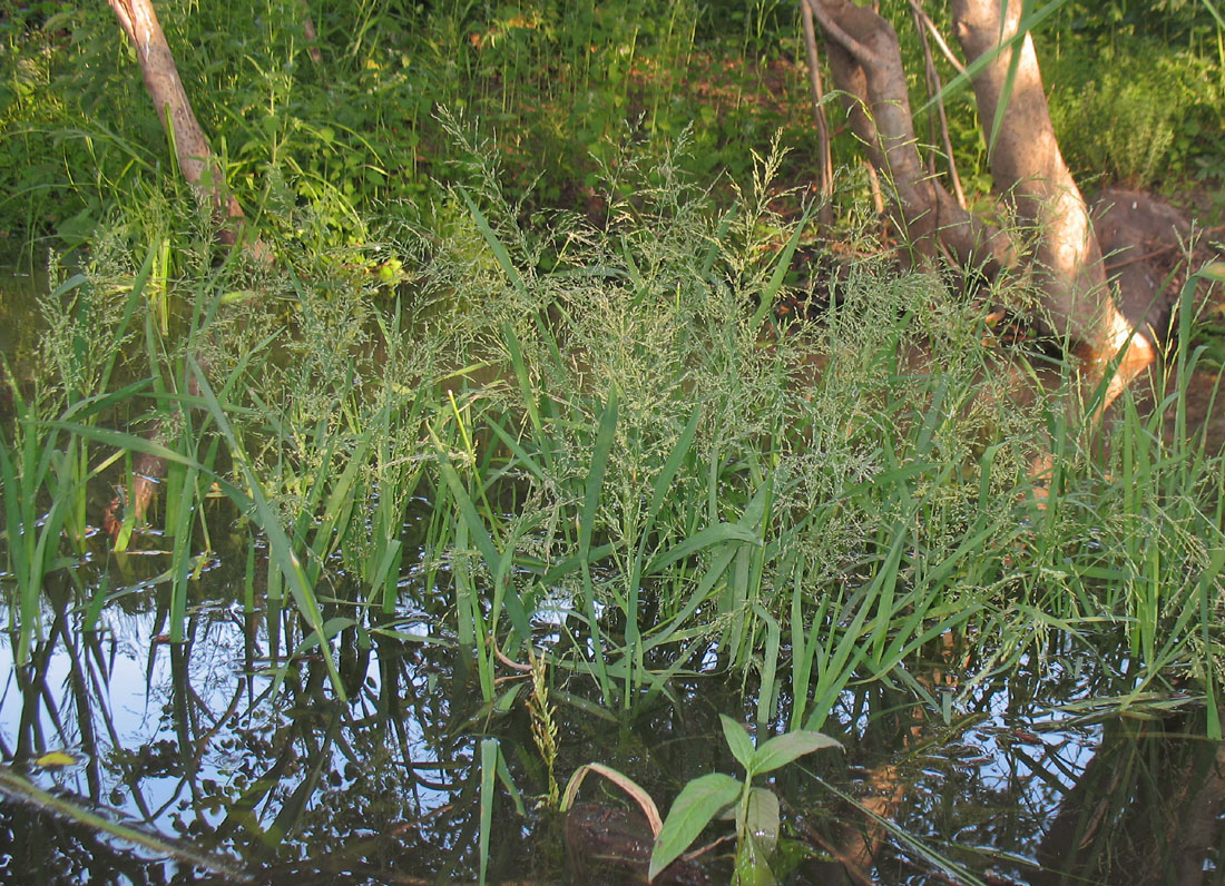 Image of Catabrosa aquatica specimen.
